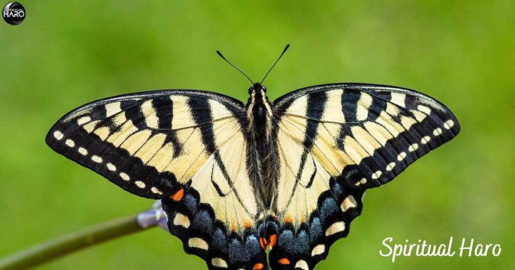 Incorporating the Tiger Swallowtail Butterfly into Your Life