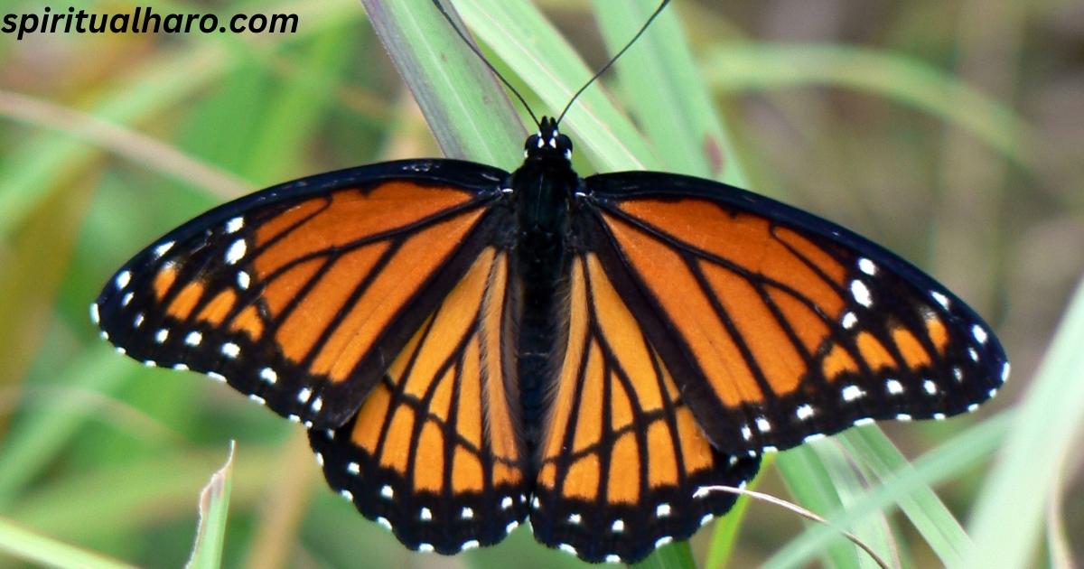 Orange and Black Butterfly Spiritual Meaning