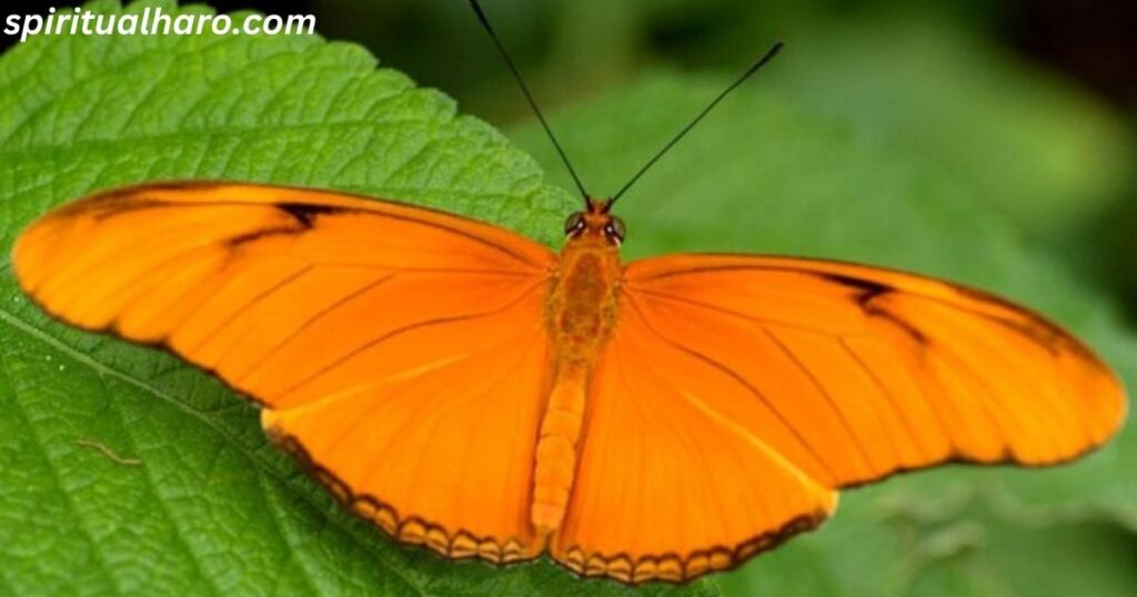 Orange Butterfly Spiritual Meaning