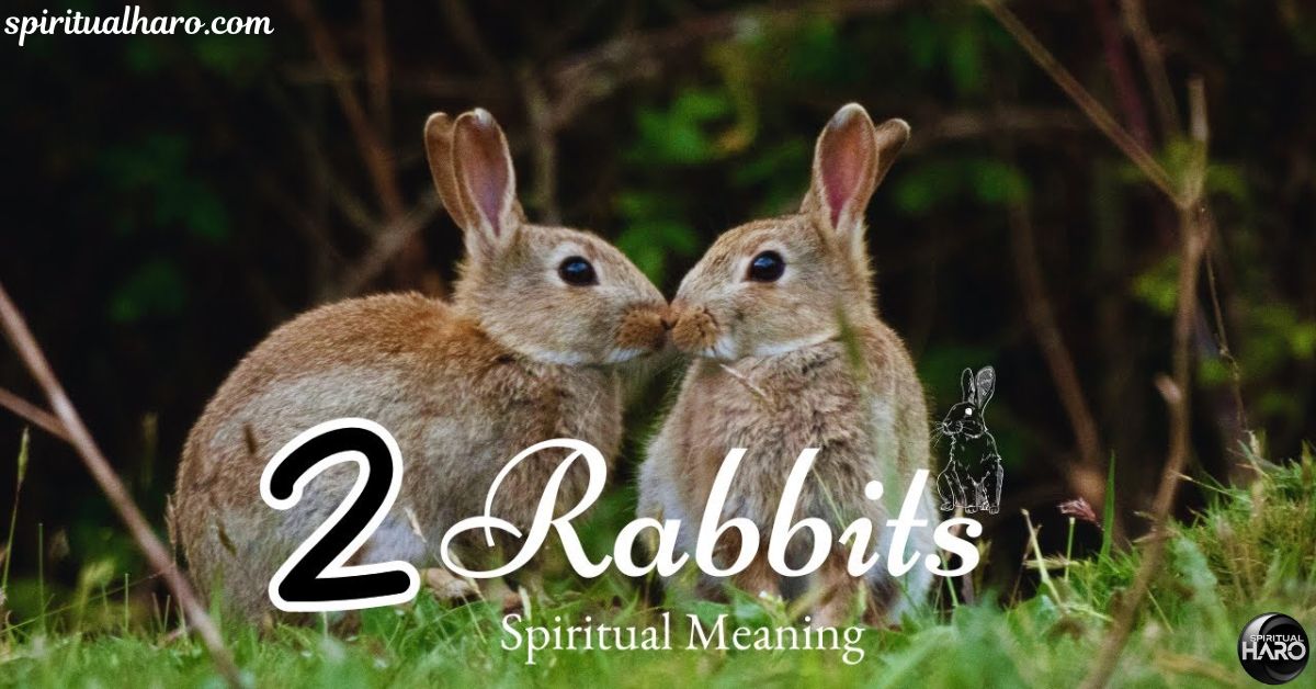 Seeing 2 Rabbits Spiritual Meanings