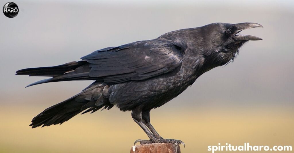 Signs of Spiritual Awakening Through Crow Sightings