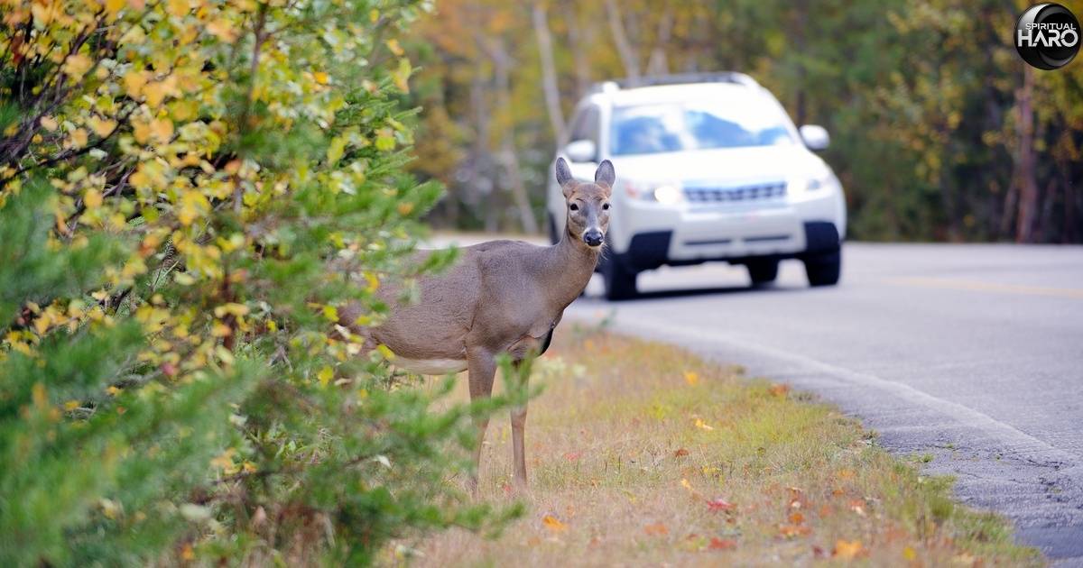 Spiritual Meaning of a Deer