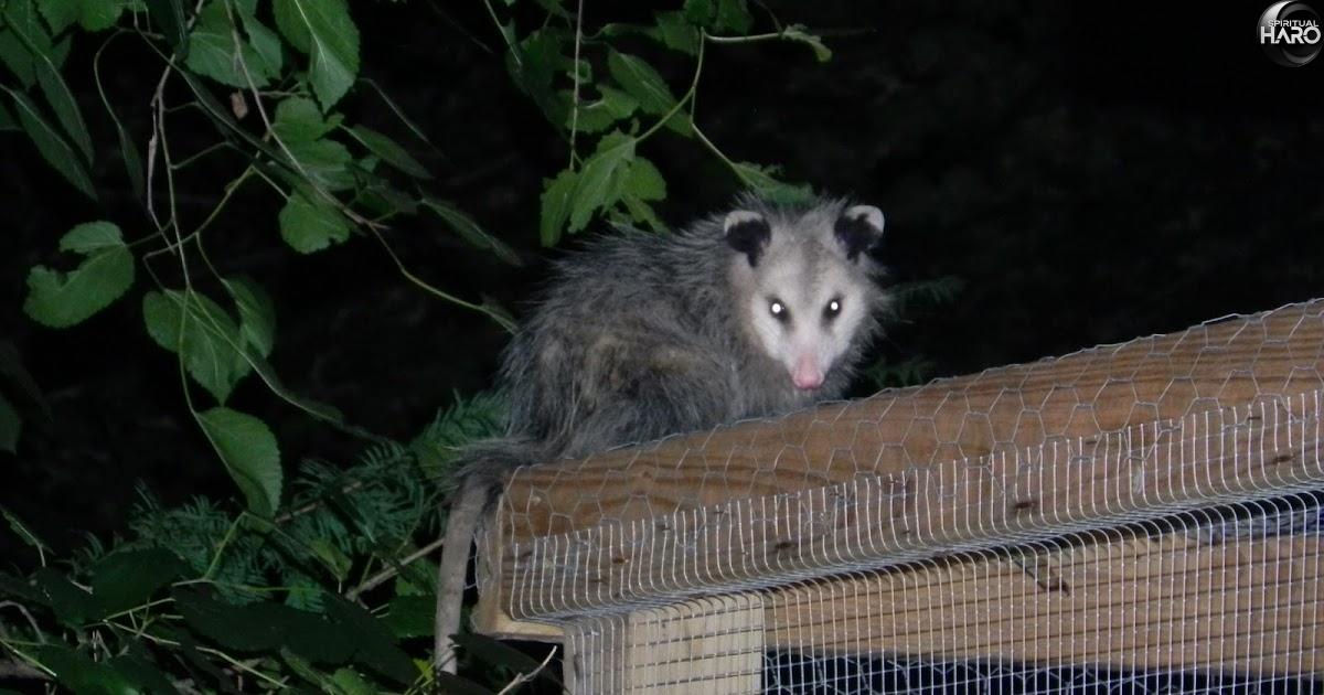 Spiritual Meaning of a Possum in Your House