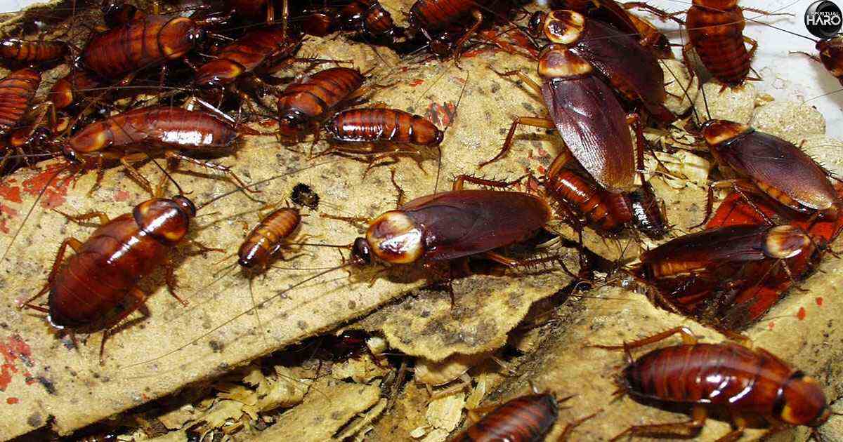 Spiritual Meaning of Cockroaches