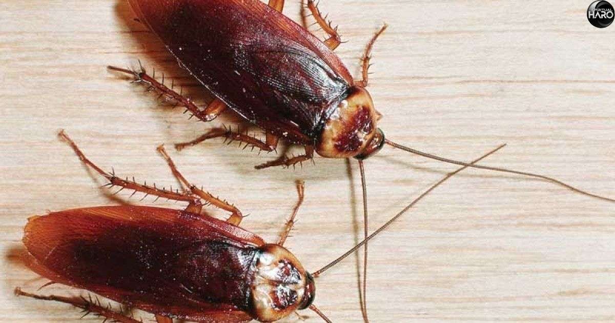 Spiritual Meaning of Cockroaches in Dreams