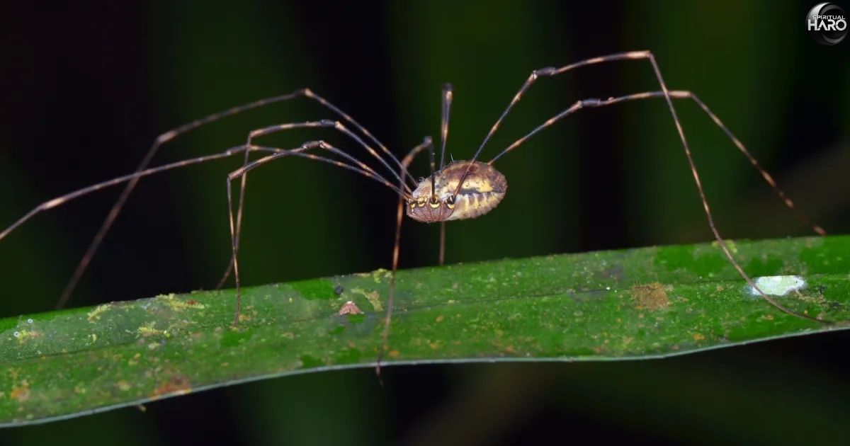 Spiritual Meaning of Daddy Long Legs