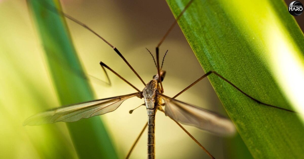 Spiritual Meaning of Daddy Long Legs