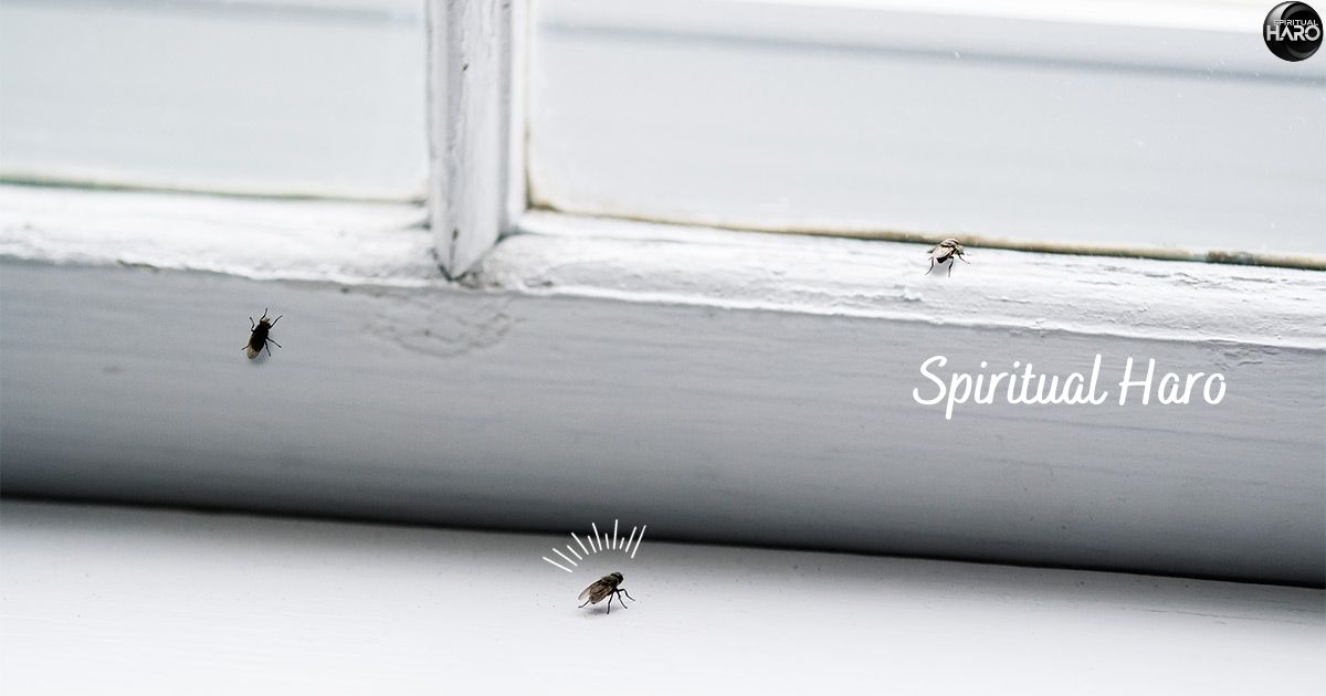 Practical Steps to Manage Flies in Your Home