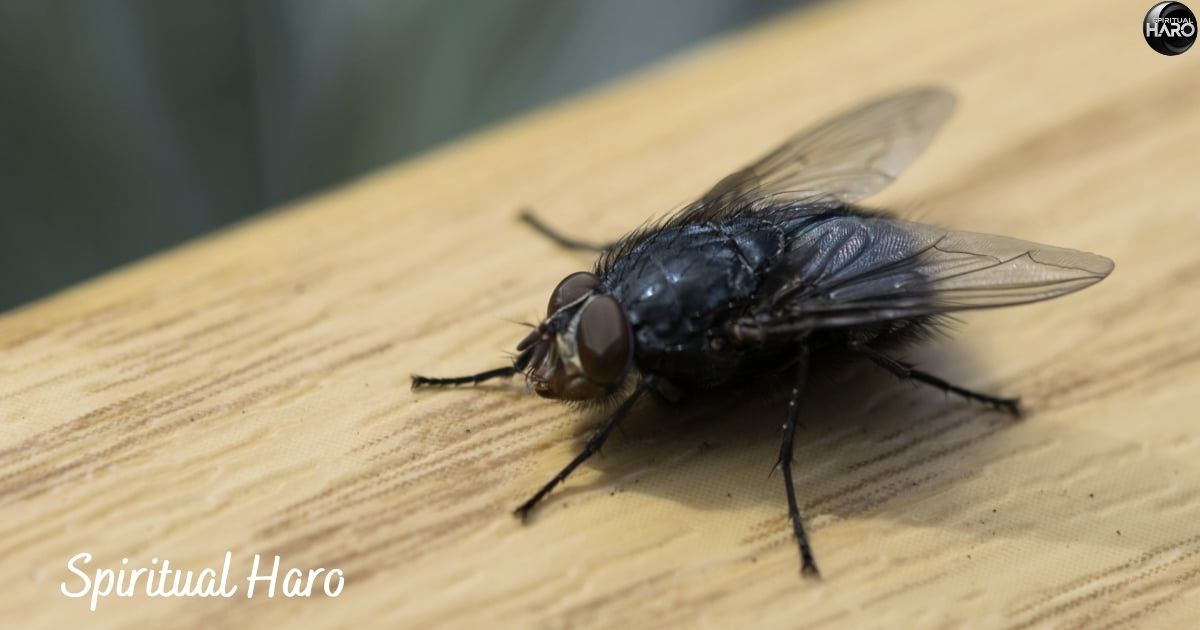 Spiritual Meaning of Flies in Your House