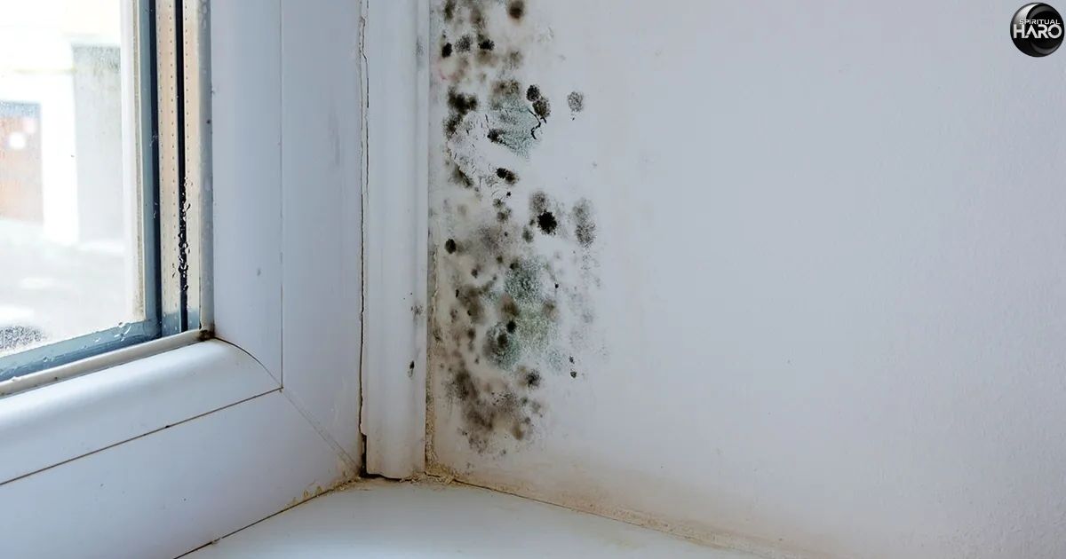 Mold