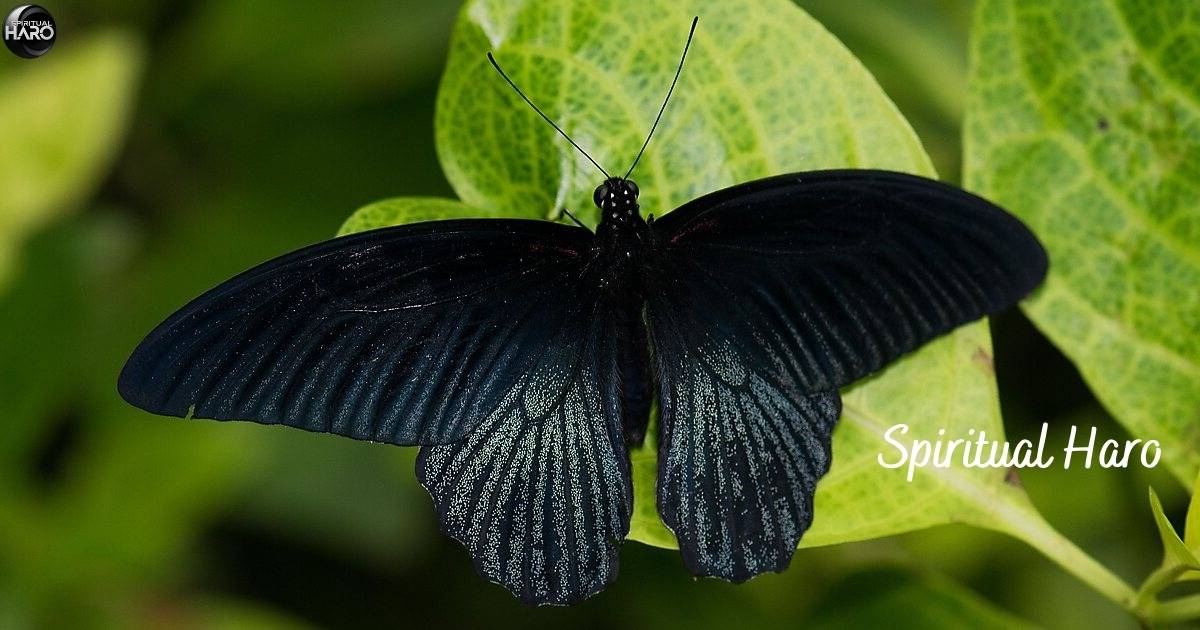 Black Butterfly