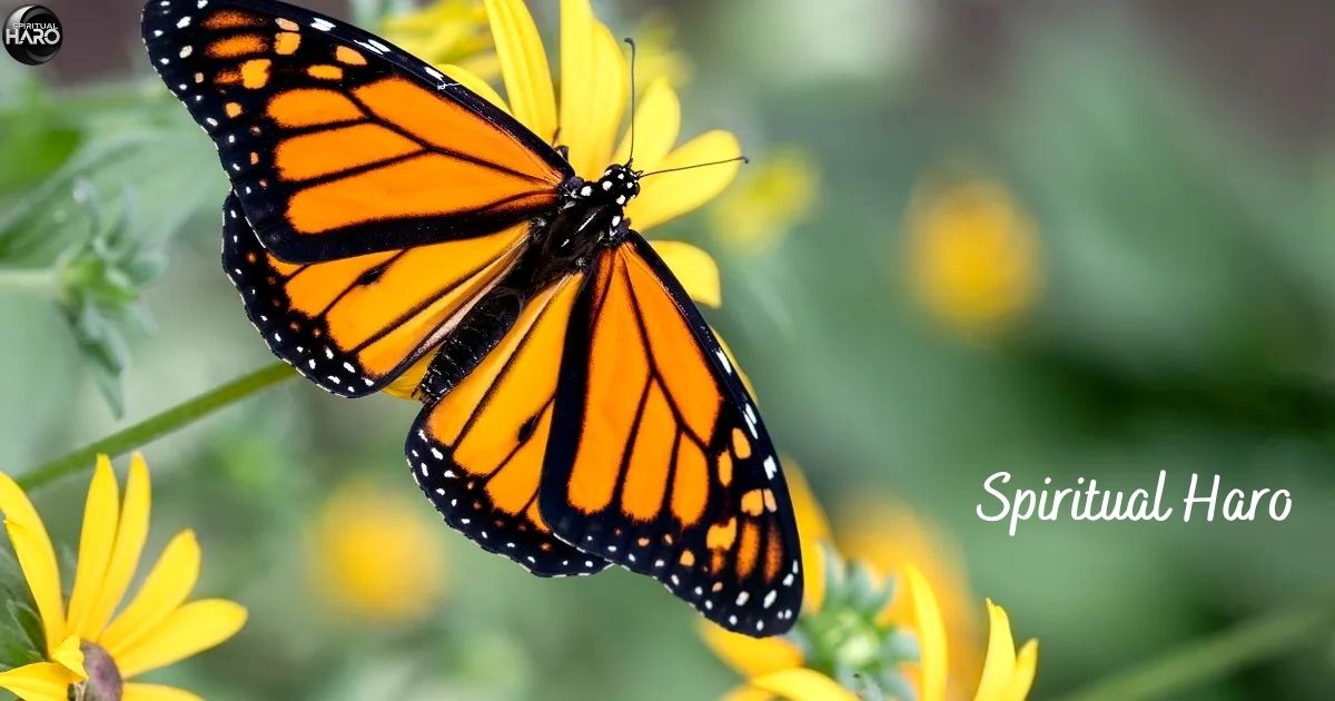 Spiritual Meaning of Orange and Black Butterfly