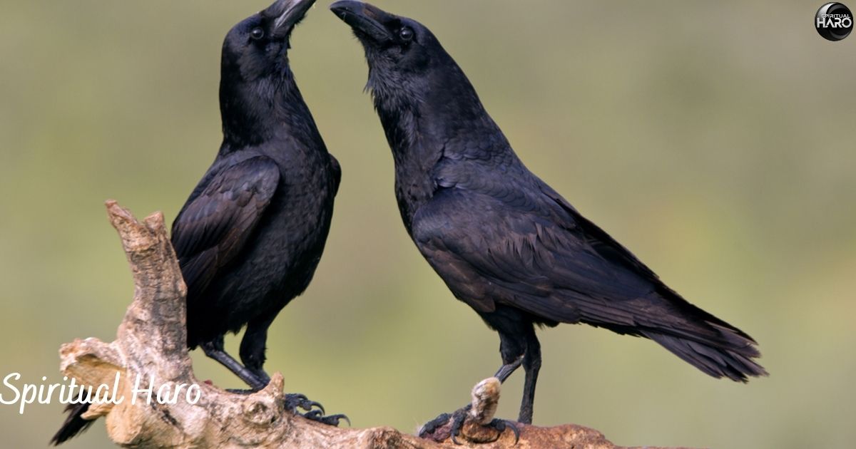 Significance of Seeing 2 Crows