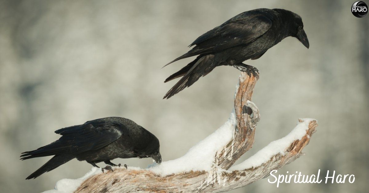 Experience with Two Crows