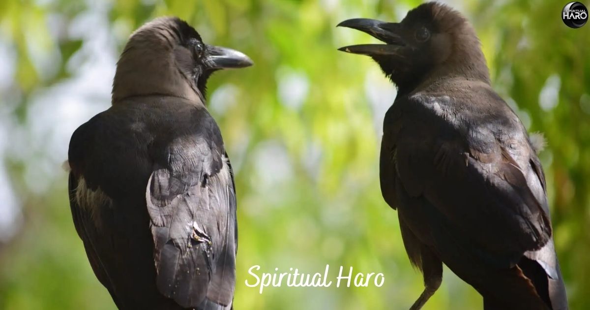 Spiritual Meaning of Seeing 2 Crows