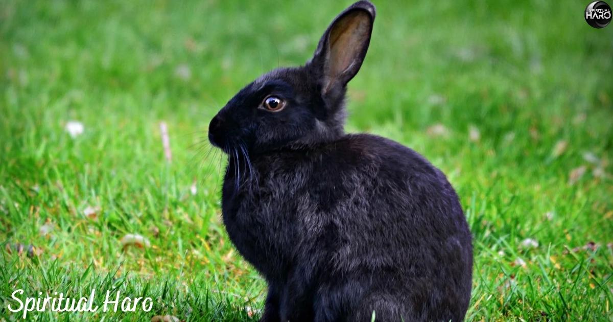 Spiritual Meaning of Seeing a Black Rabbit