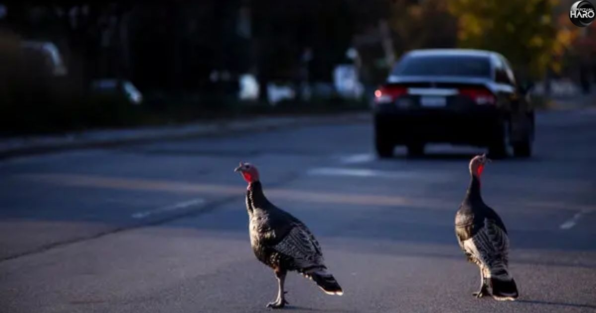 Turkey Crossing Your Path