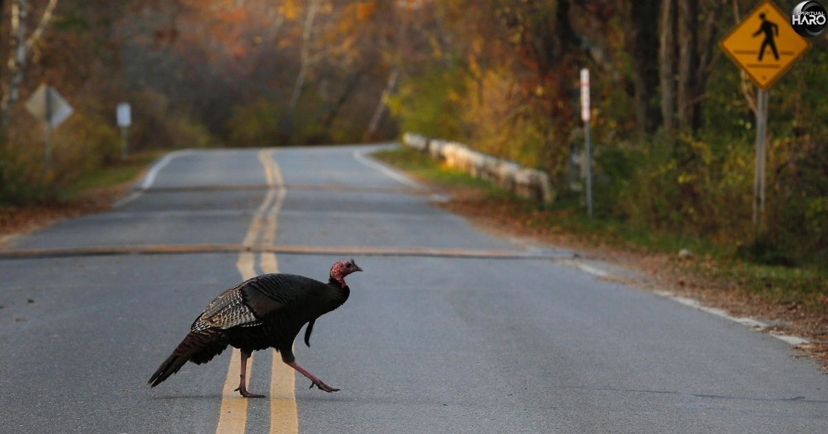 Turkey Crossing Your Path