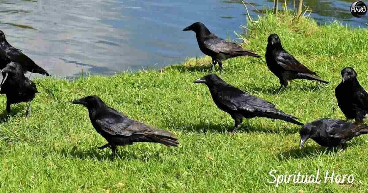 Symbolism of Crows