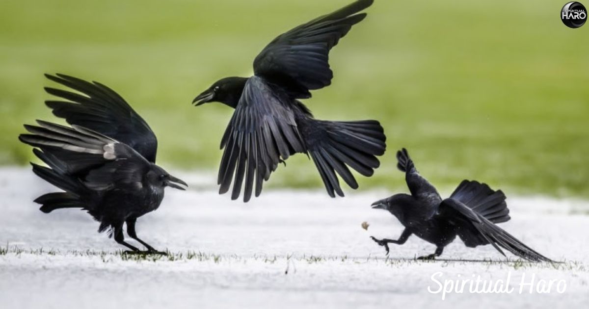 Seeing Four Crows