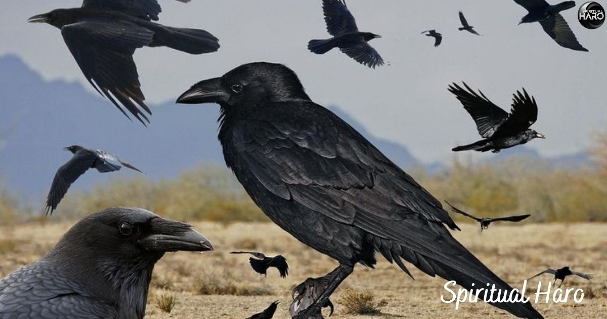 Spiritual Meaning of 4 Crows