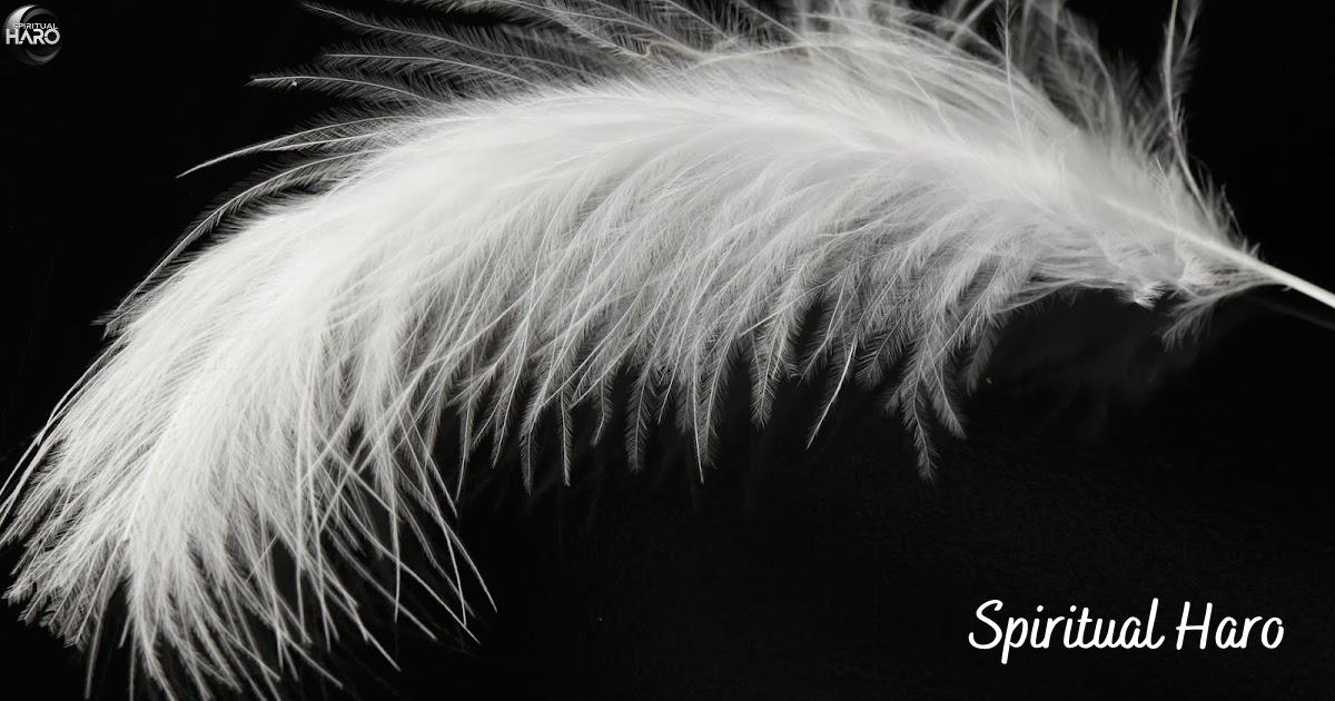 Black and White Feather Together