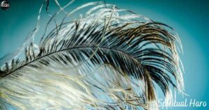 Spiritual Meaning of Black and White Feather