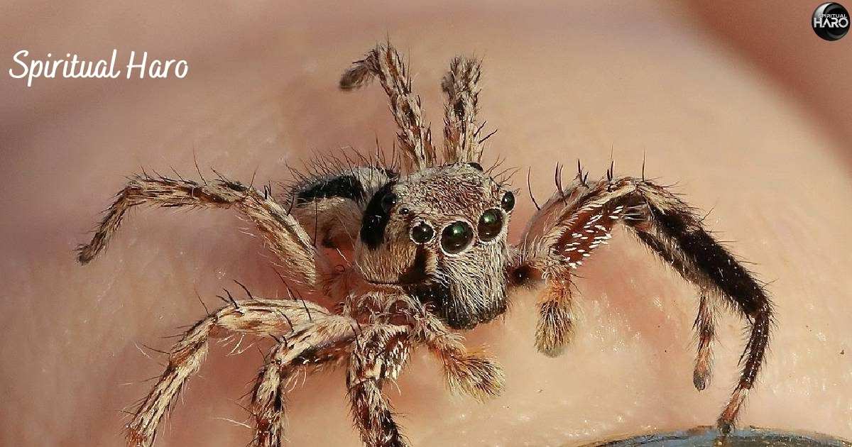 Jumping Spiders in Different Cultures