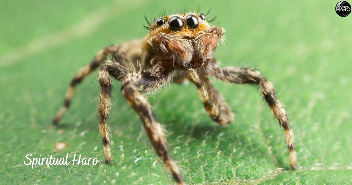 Spiritual Symbolism of Jumping Spiders