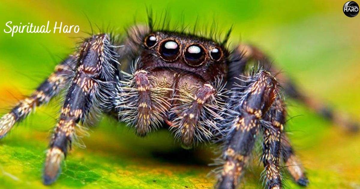 Spiritual Meaning of Jumping Spiders