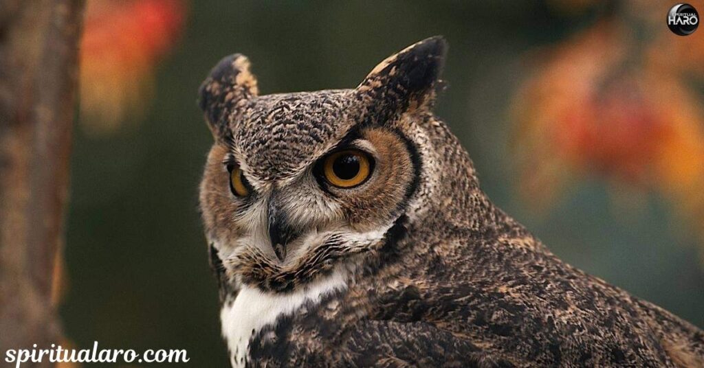 The Spiritual Meaning of Seeing an Owl During the Day