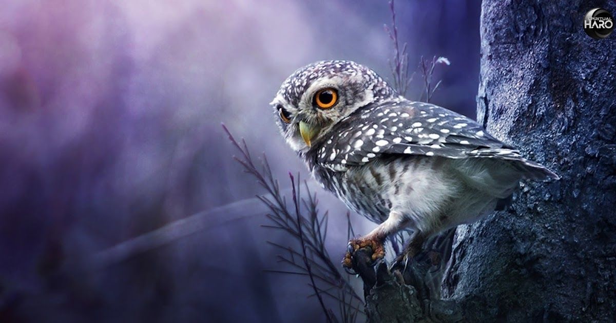 The Spiritual Significance of Owls