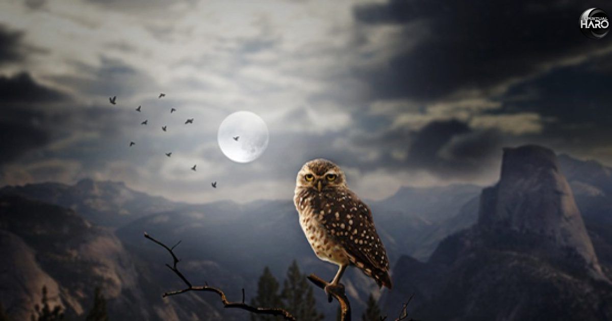 The Spiritual Significance of Owls