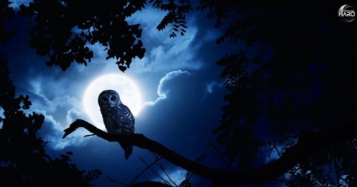 The Spiritual Significance of Owls