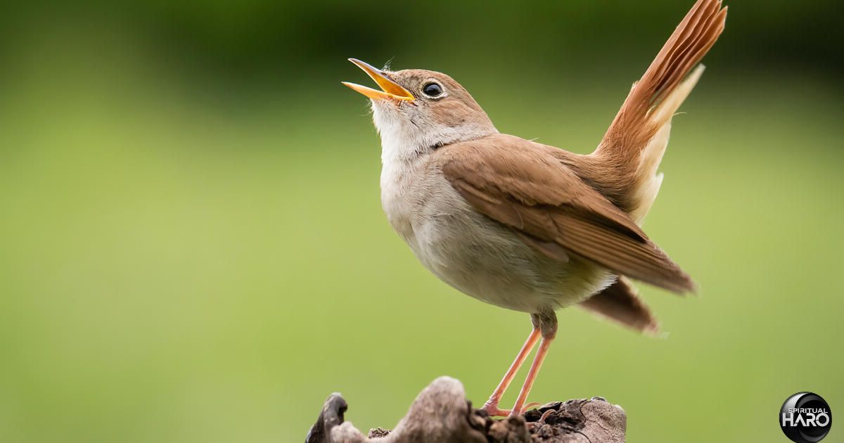 The Spiritual Symbolisms of a Bird Pooping on You