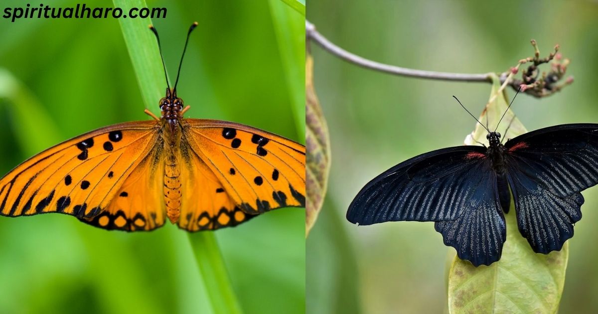 The Symbolism of an Orange and Black Butterfly