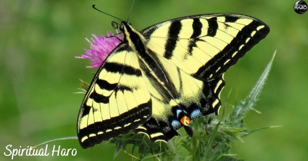 Tiger Swallowtail Butterfly Spiritual Meaning