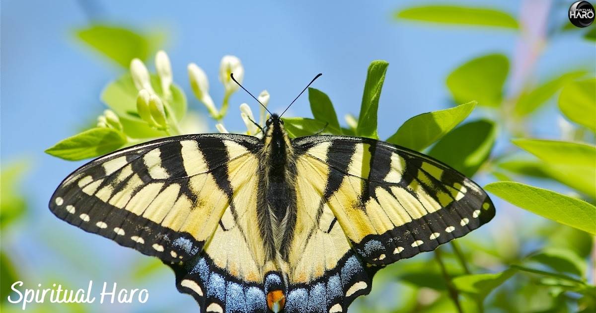 Tiger Swallowtail Butterfly Spiritual Meaning