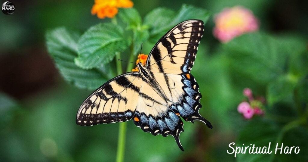 Unlocking the Wisdom of the Tiger Swallowtail Butterfly