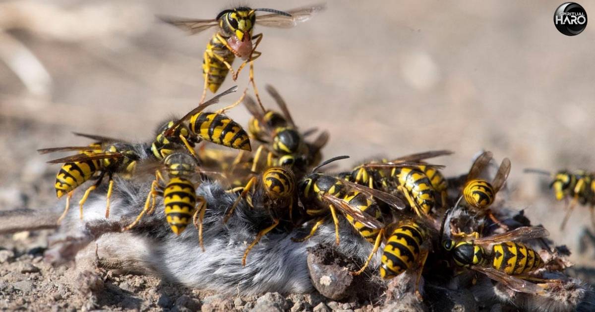 Yellow Jacket Harmony in Nature