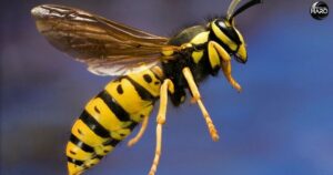 Yellow Jacket Spiritual Meaning: 10 Sweet Meanings