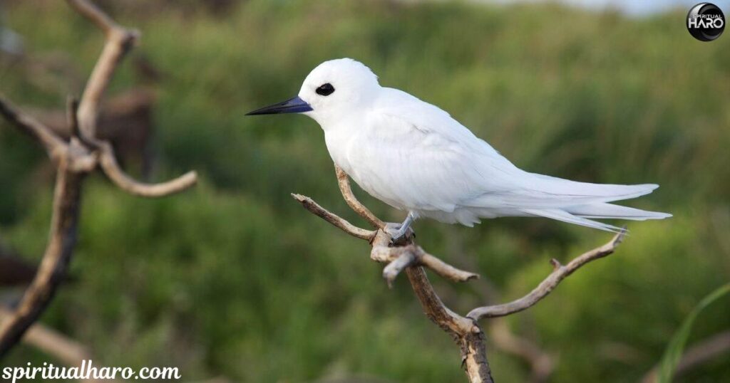 Exploring the Role of White Birds in Spiritual Rituals