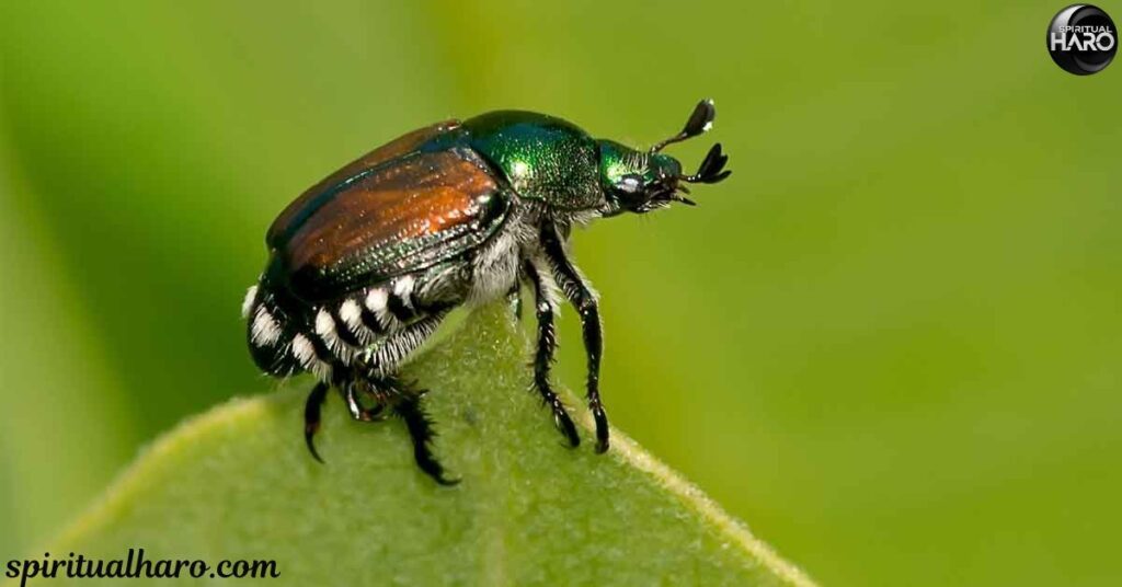 Cultural Significance of the Green June Beetle