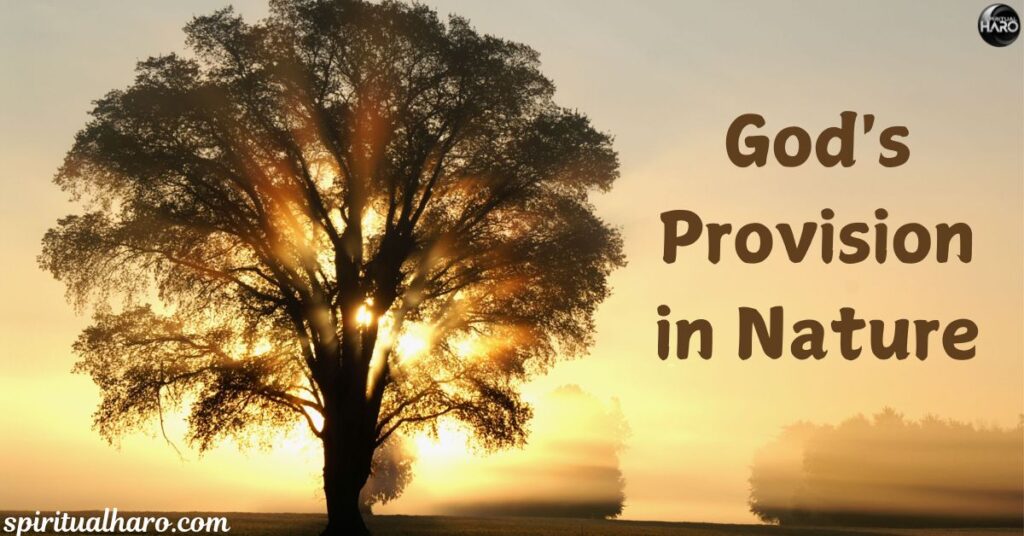 God's Provision in Nature