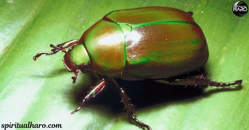 How the Green June Beetle Appears in Your Life