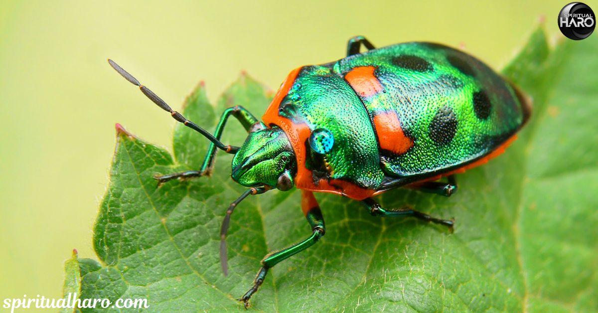 Green June Beetle Spiritual Meaning