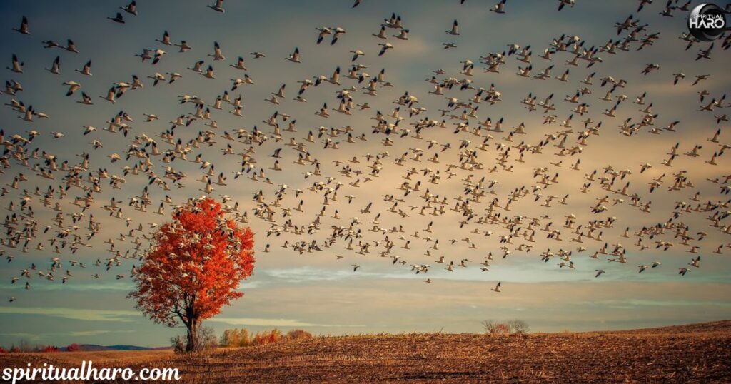 How to Interpret the Spiritual Meaning of a Flock of Birds in Your Life