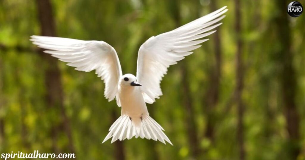 The Role of White Birds in Healing and Transformation