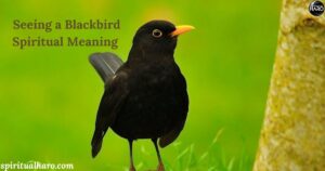 Seeing a Blackbird Spiritual Meaning