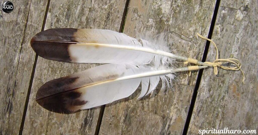 Brown Feather Spiritual Messages